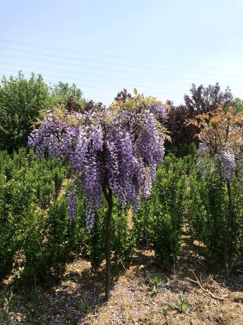 紫藤紫藤树苗产地多花紫藤批发，爬藤植物一手货源无中间商