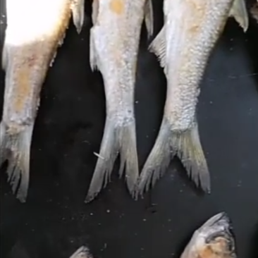 铁板鱼干