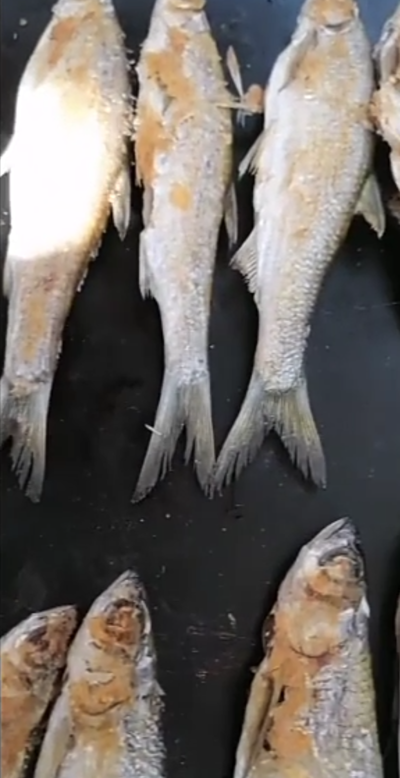 铁板鱼干