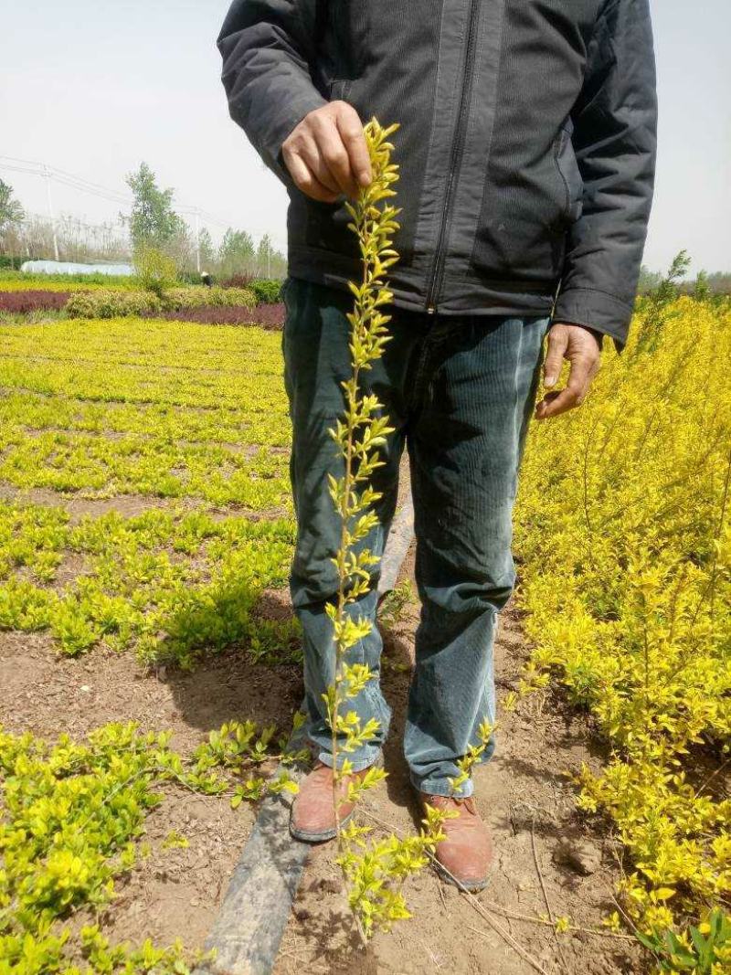 江苏精选连翘苗批发价格多分支丛生连翘工程苗量大从优
