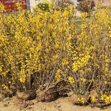 江苏精选连翘苗批发价格多分支丛生连翘工程苗量大从优