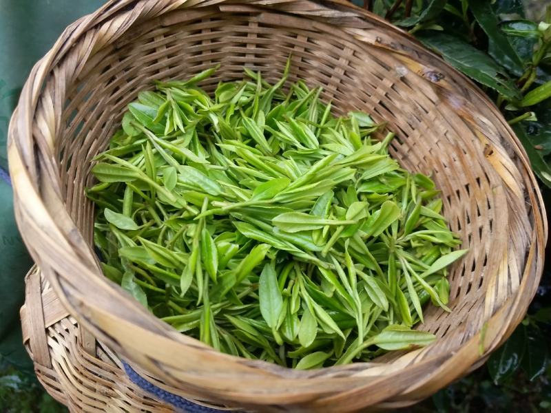 高山明前嫩芽龙井茶鲜茶叶