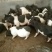 巴马香猪，巴马香猪猪仔，巴马香猪母猪，全国发货