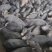 巴马香猪，巴马香猪猪仔，巴马香猪母猪，全国发货