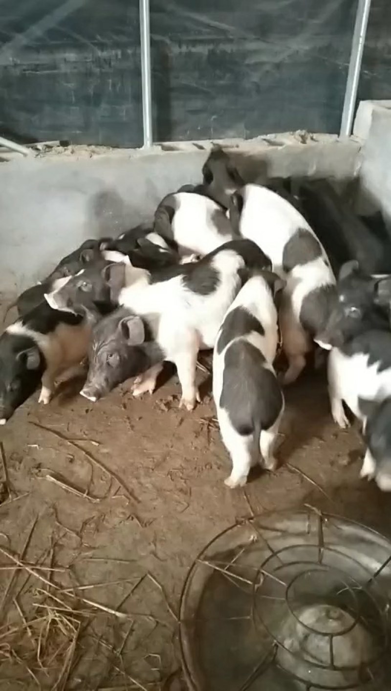 巴马香猪，巴马香猪猪仔，巴马香猪母猪，全国发货