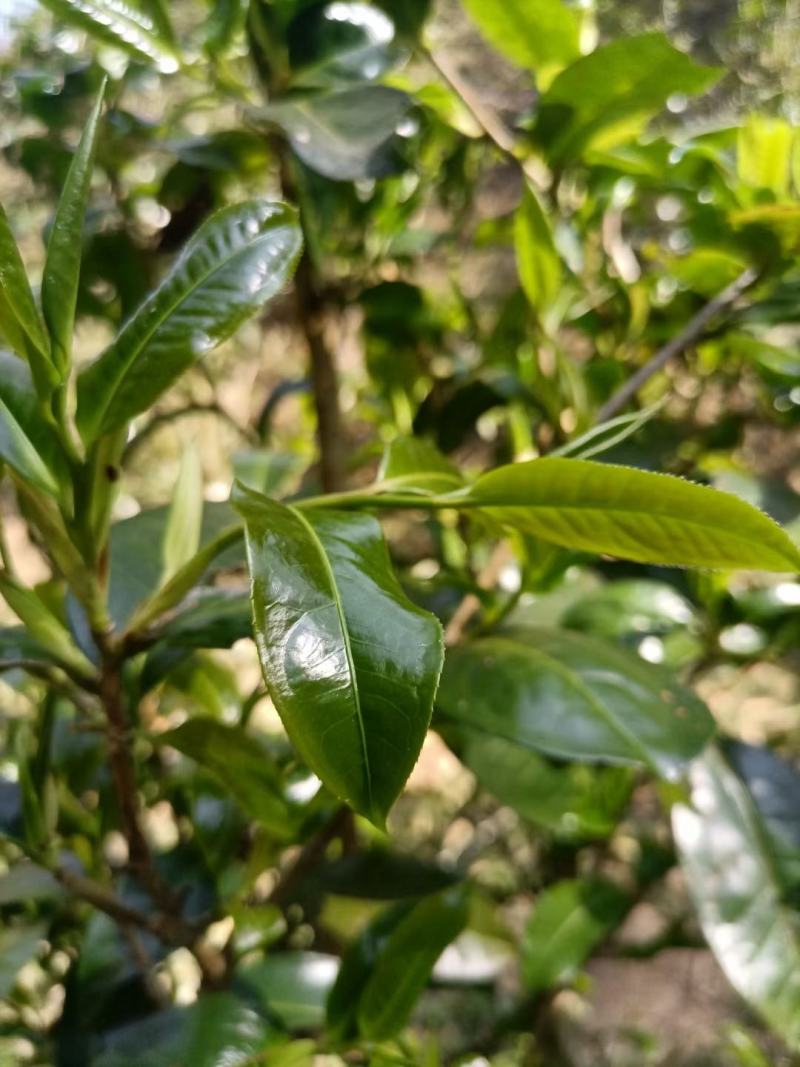 各茶友分享一下今天的头春大树茶