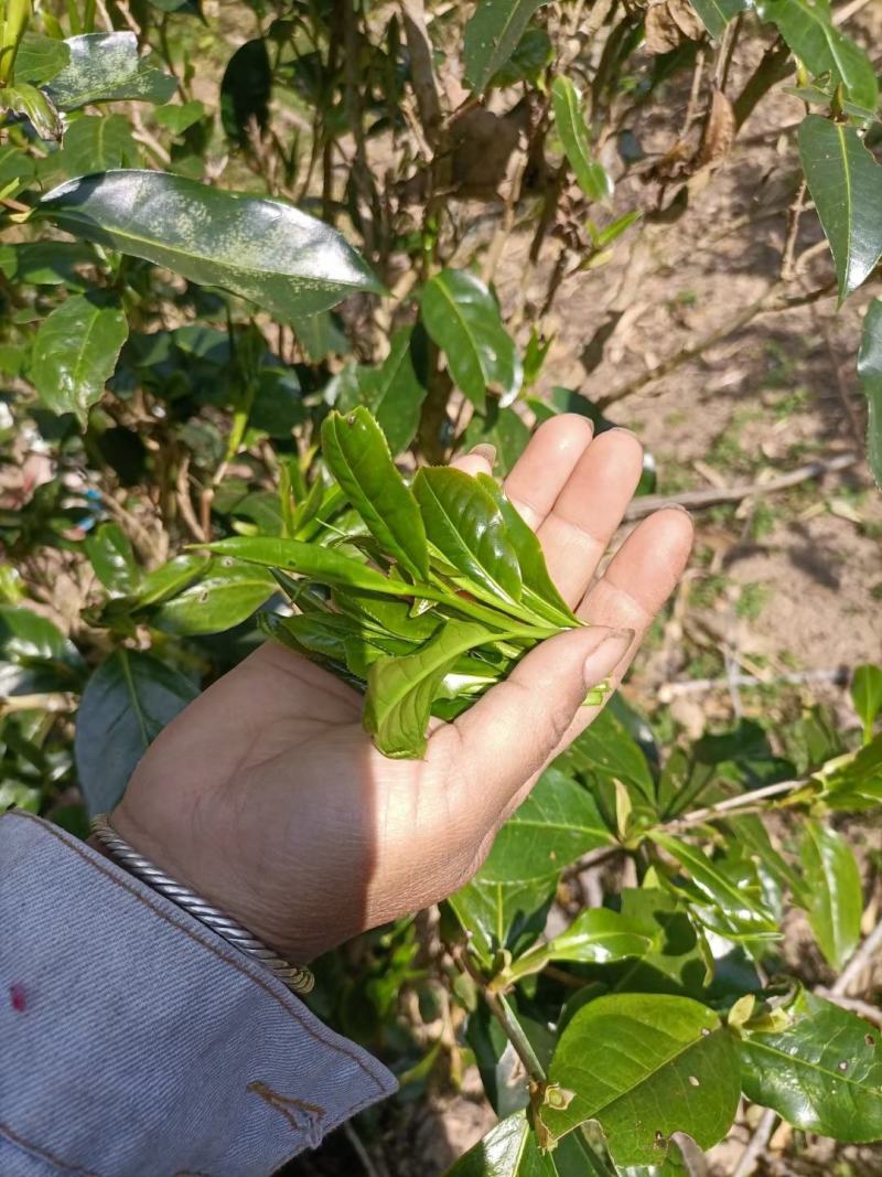 各茶友分享一下今天的头春大树茶