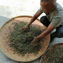 各茶友分享一下今天的头春大树茶