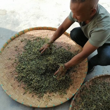 各茶友分享一下今天的头春大树茶