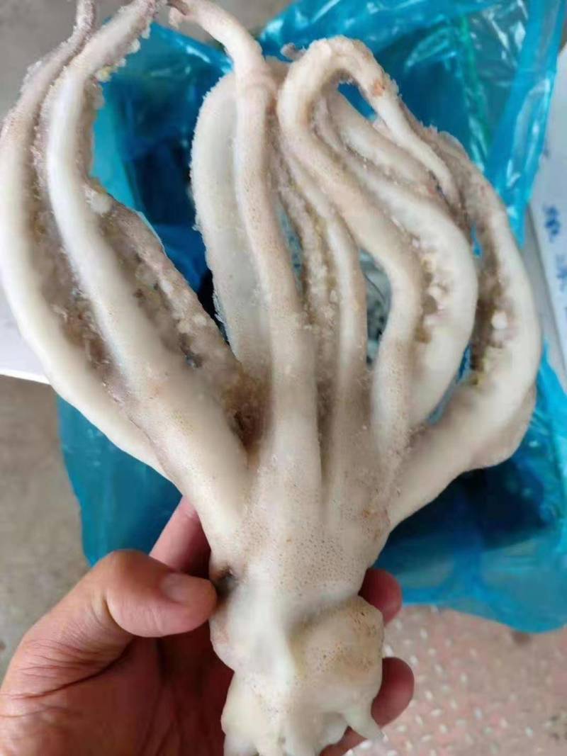 干冰鱿鱼须，不发水不添加任何化学添加剂，一手货源。