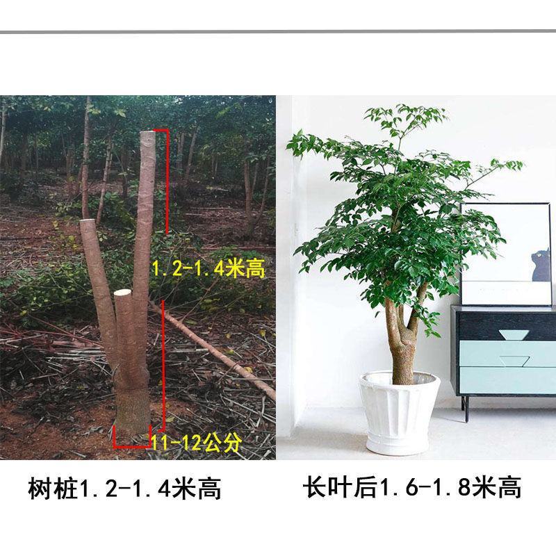 幸福树幌伞枫批量出货千亩百万棵幸福树大量供货可免费提