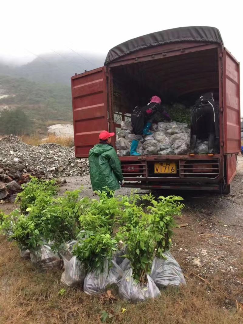 幸福树幌伞枫批量出货千亩百万棵幸福树大量供货可免费提