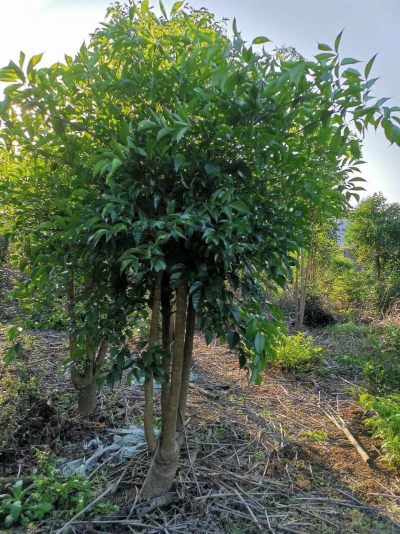 幸福树幌伞枫批量出货千亩百万棵幸福树大量供货可免费提