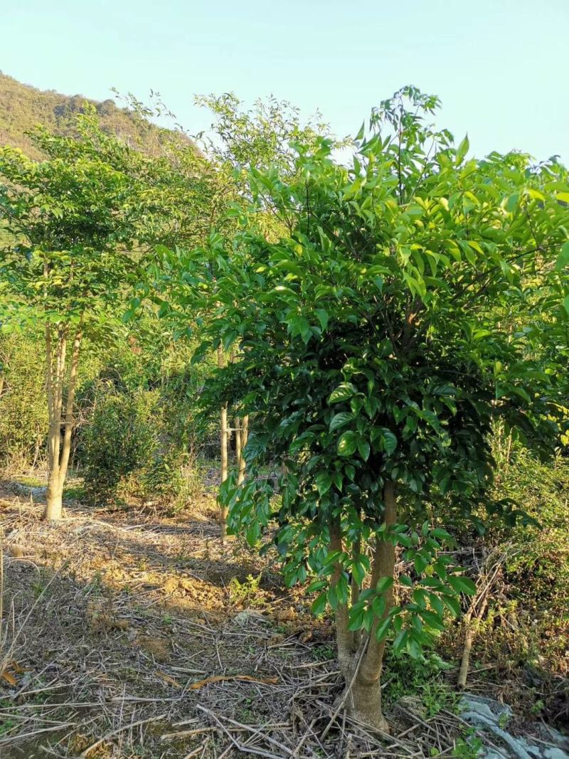 幸福树幌伞枫批量出货千亩百万棵幸福树大量供货可免费提