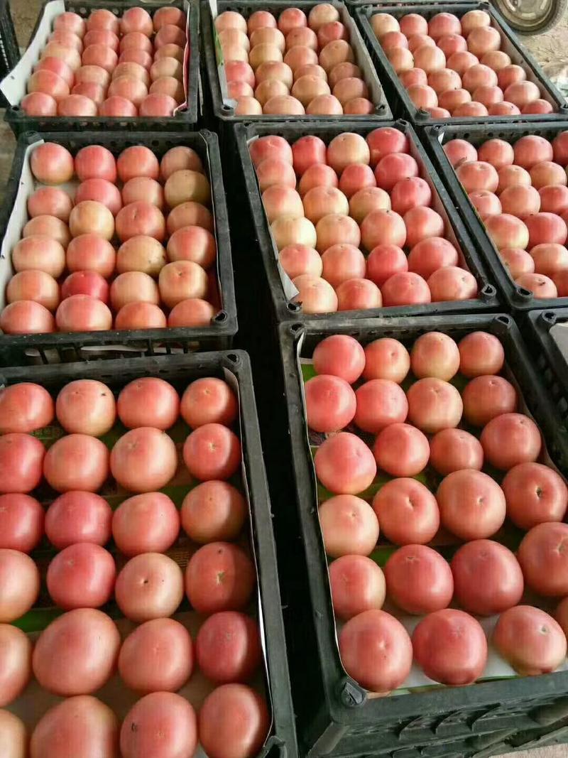 河南高兴果蔬代办中心，硬粉西红柿，沙地大棚种植，