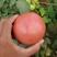 河南高兴果蔬代办中心，硬粉西红柿，沙地大棚种植，