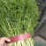 精品小茴香大量上市中，发往各大市场，货源充足