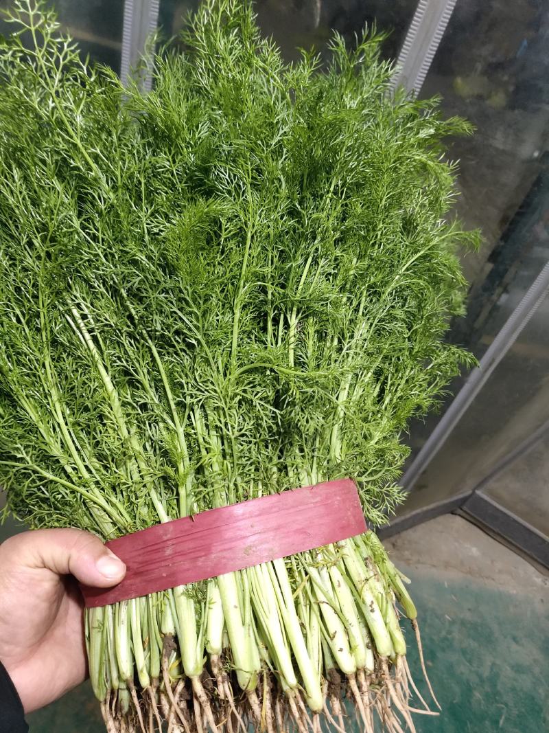 精品小茴香大量上市中，发往各大市场，货源充足