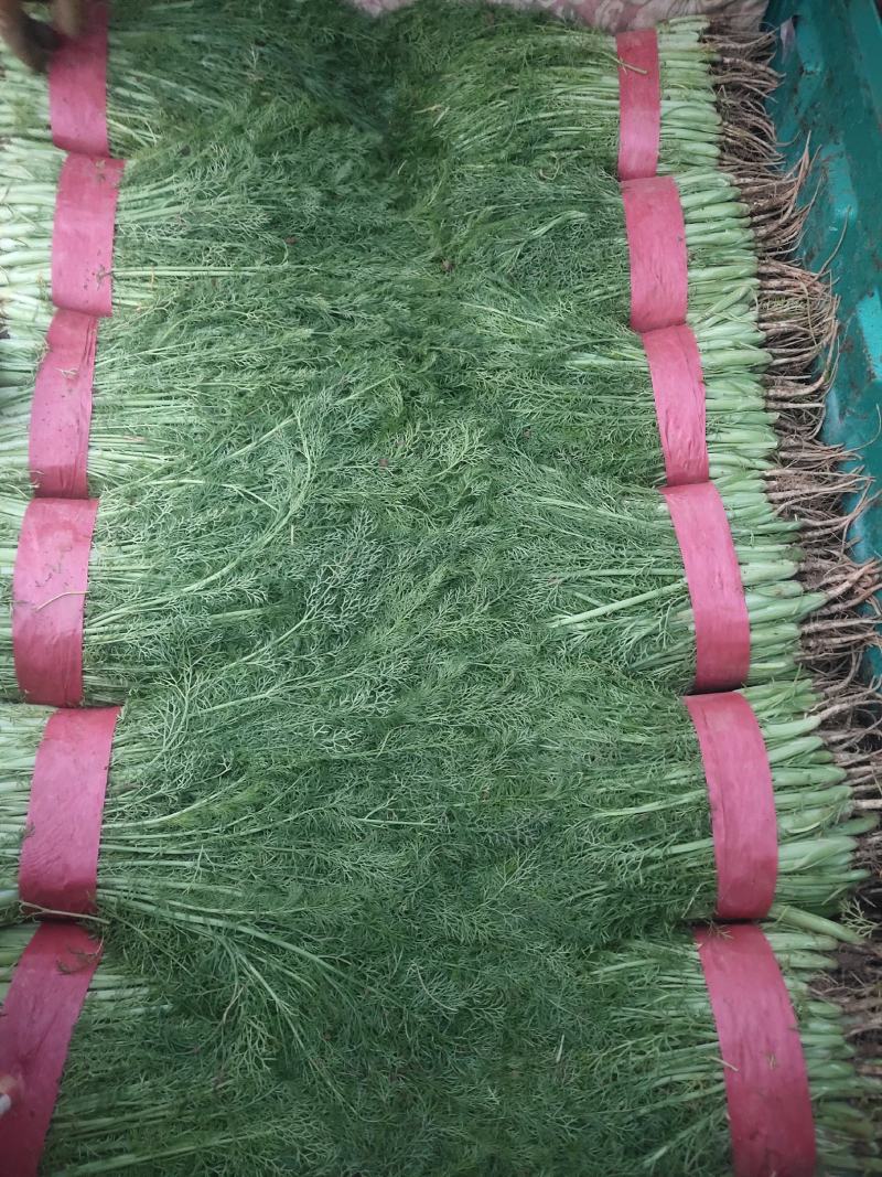 精品小茴香大量上市中，发往各大市场，货源充足