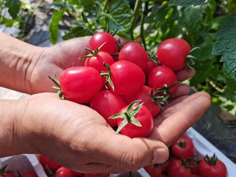 【精品】千禧，圣女果暖棚产地直发一手货源量大从优