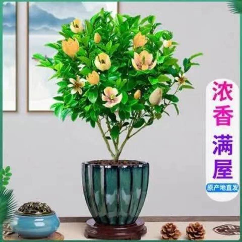 买一送一含笑花苗浓香型花卉耐寒客厅阳台办公室四季常青绿植