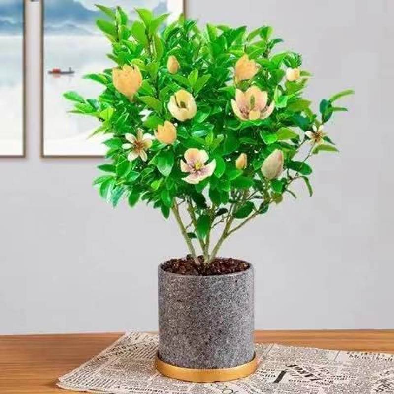 买一送一含笑花苗浓香型花卉耐寒客厅阳台办公室四季常青绿植