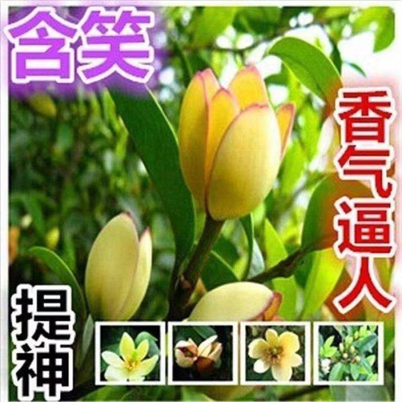 买一送一含笑花苗浓香型花卉耐寒客厅阳台办公室四季常青绿植
