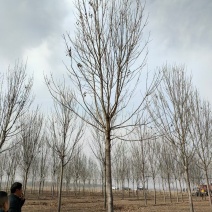 白蜡原生态速生白蜡苗圃大量供应大小规格均有