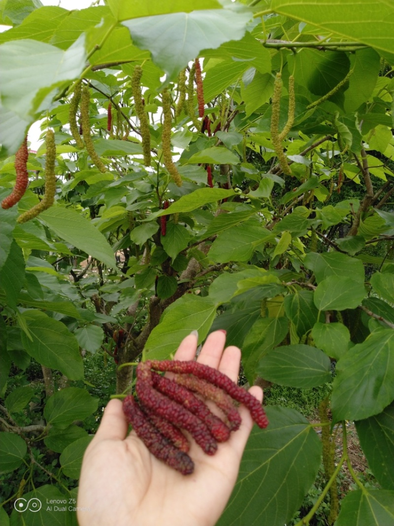 桑葚苗树苗台湾无籽大十果桑苗长桑果树当年结果桑葚嫁接