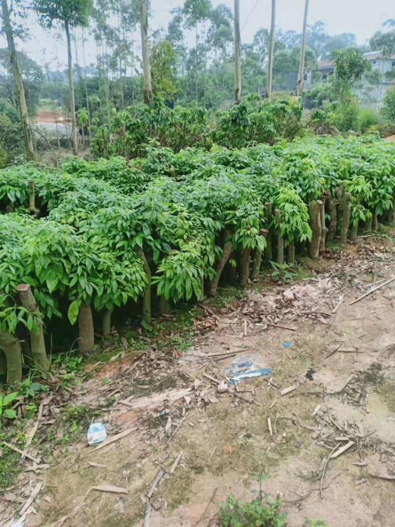 荔枝苗桩头苗分叉开叉荔枝树苗高压苗圈枝苗绿化景观苗