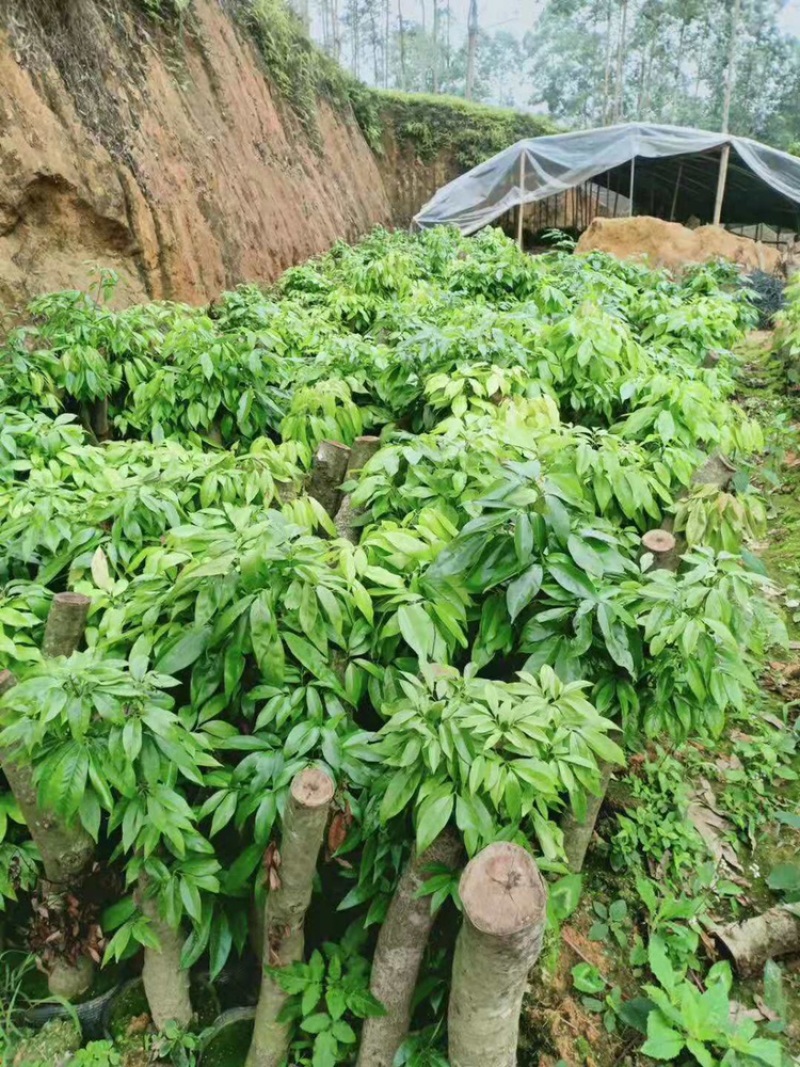 荔枝苗桩头苗分叉开叉荔枝树苗高压苗圈枝苗绿化景观苗
