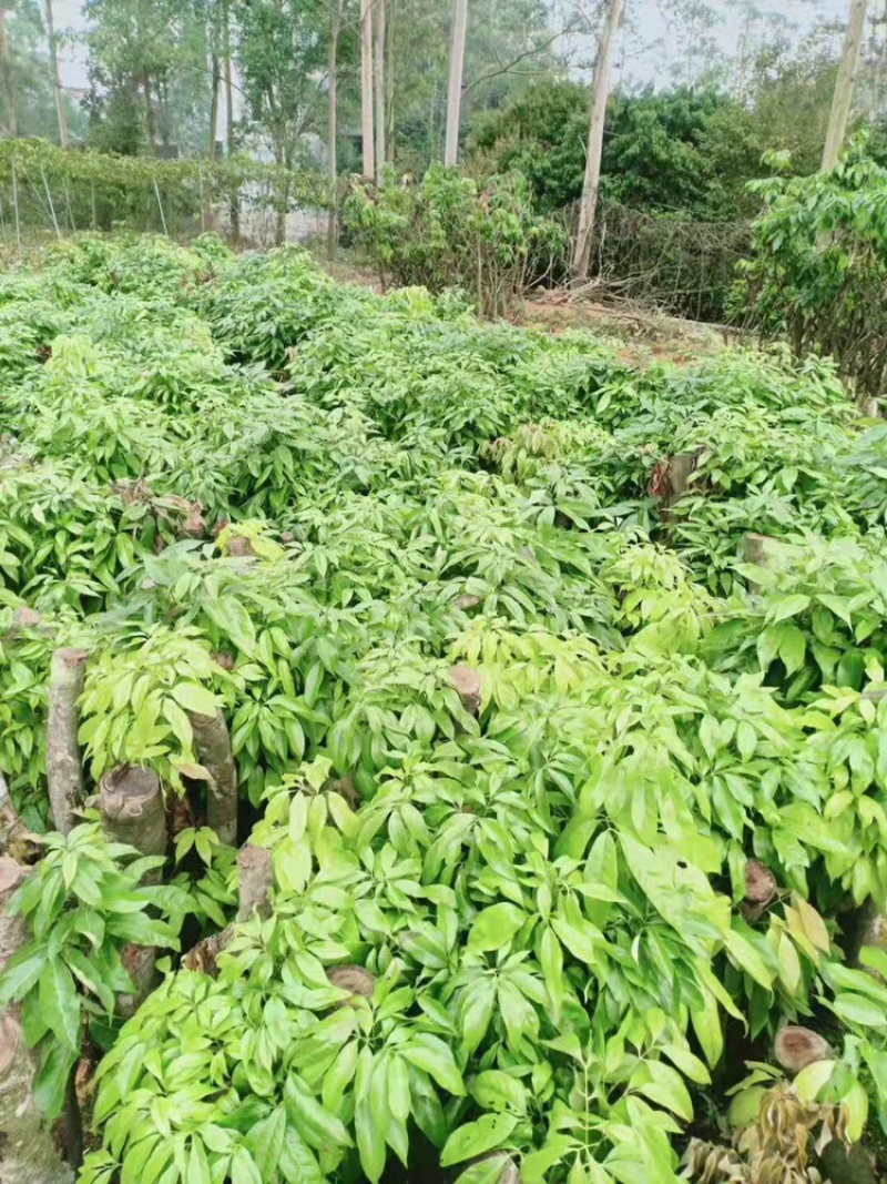荔枝苗桩头苗分叉开叉荔枝树苗高压苗圈枝苗绿化景观苗