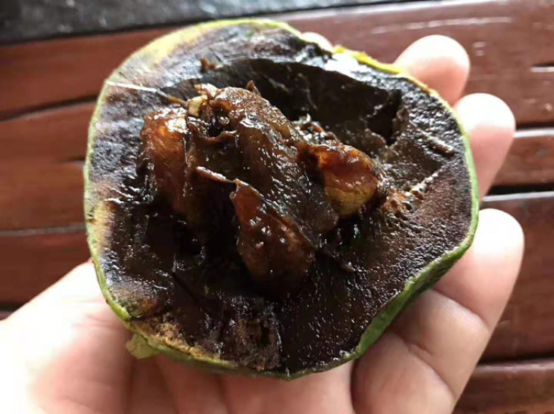 四季巧克力布丁黑柿水果苗新品种挂果树苗庭院种植阳台盆栽