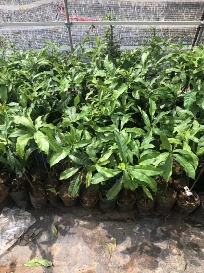 四季巧克力布丁黑柿水果苗新品种挂果树苗庭院种植阳台盆栽