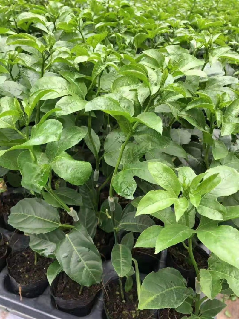 绿皮荔枝味百香果苗蓝冠百香果苗热情果苗