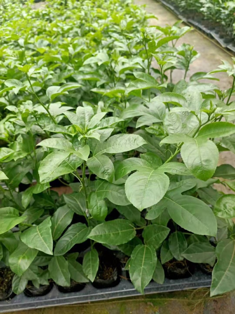 绿皮荔枝味百香果苗蓝冠百香果苗热情果苗
