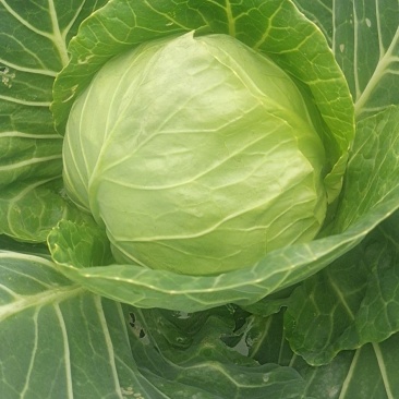 20亩牛心菜，7天后开始砍