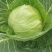 20亩牛心菜，7天后开始砍