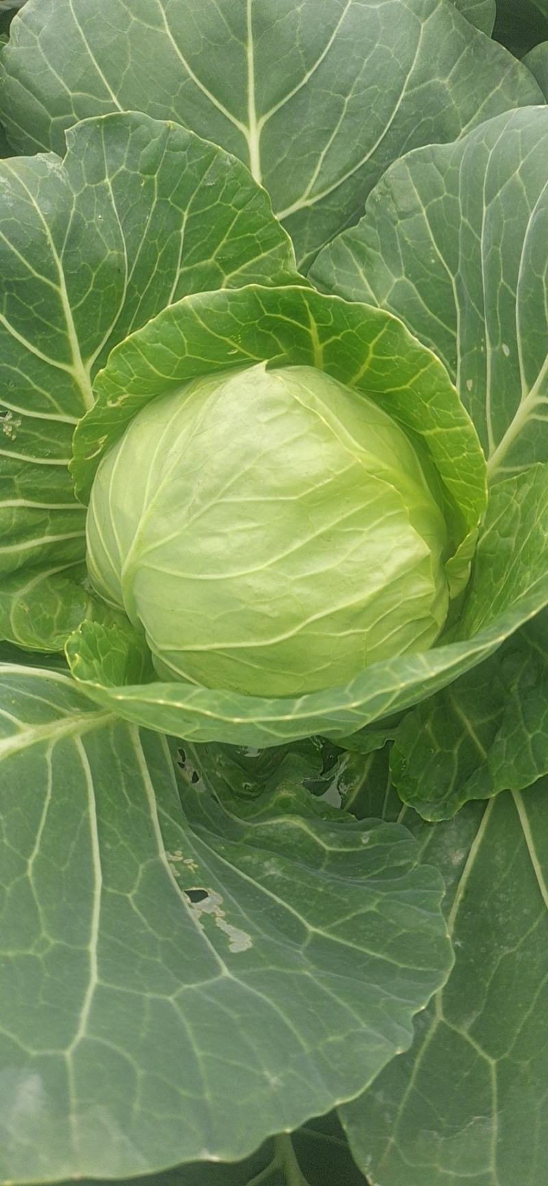 20亩牛心菜，7天后开始砍