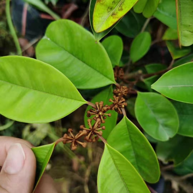 越南牛奶果苗青皮牛奶果星苹果金星果嫁接牛奶果树