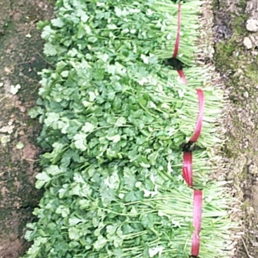 河北饶阳县冷棚蔬菜上市了……