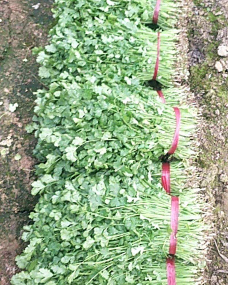 河北饶阳县冷棚蔬菜上市了……