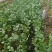 河北饶阳县冷棚蔬菜上市了……
