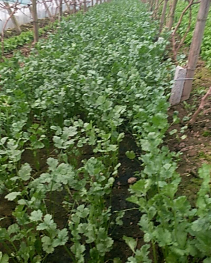 河北饶阳县冷棚蔬菜上市了……