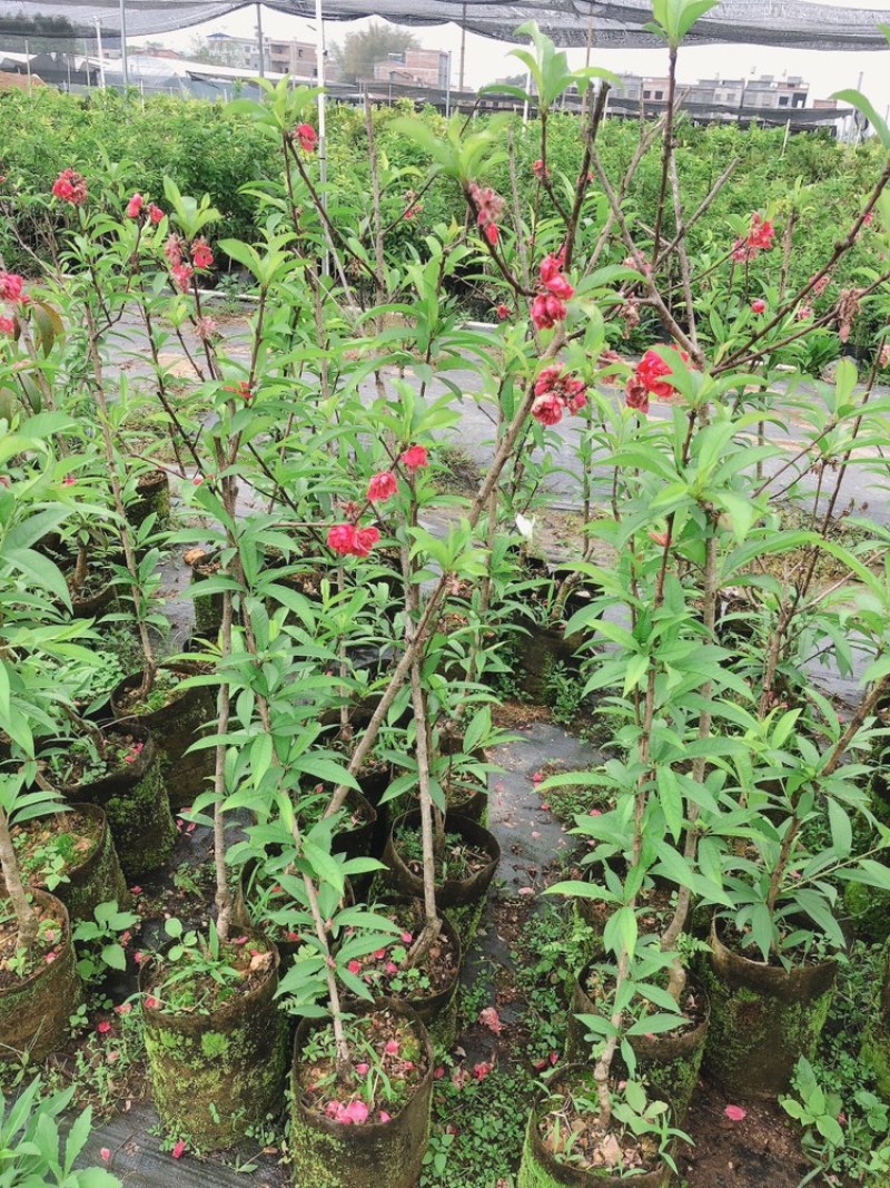 水蜜桃油桃果苗盆栽地栽果树苗桃子南北方种植水蜜桃嫁接苗