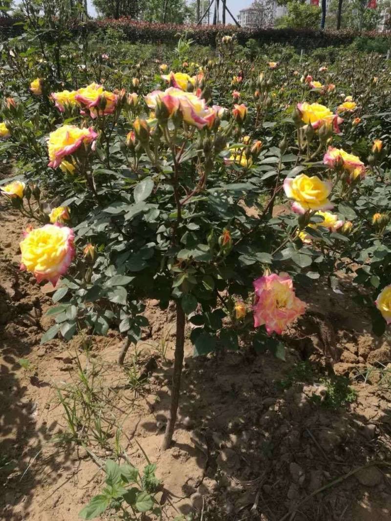 小青杆月季，花色多，质量优，常年供应，欢迎光临