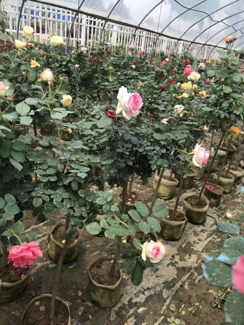 小青杆月季，花色多，质量优，常年供应，欢迎光临