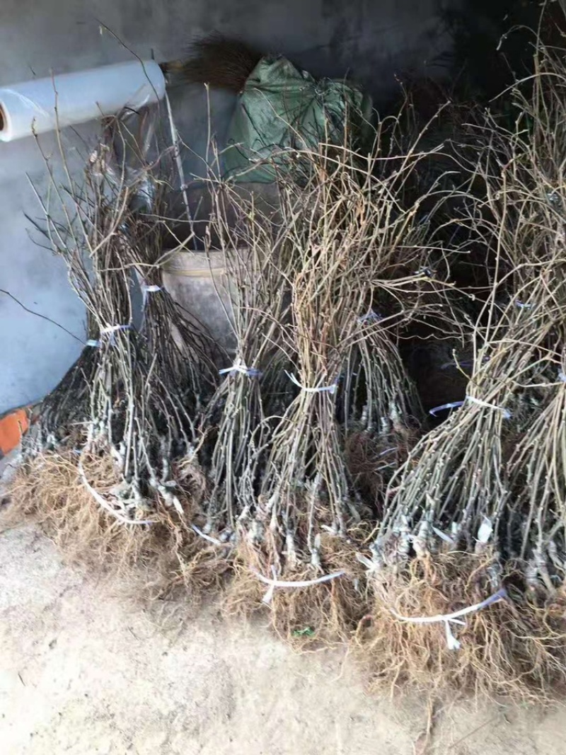 猕猴桃嫁接苗徐香红阳金艳猕猴桃树苗嫁接猕猴桃苗