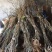猕猴桃嫁接苗徐香红阳金艳猕猴桃树苗嫁接猕猴桃苗