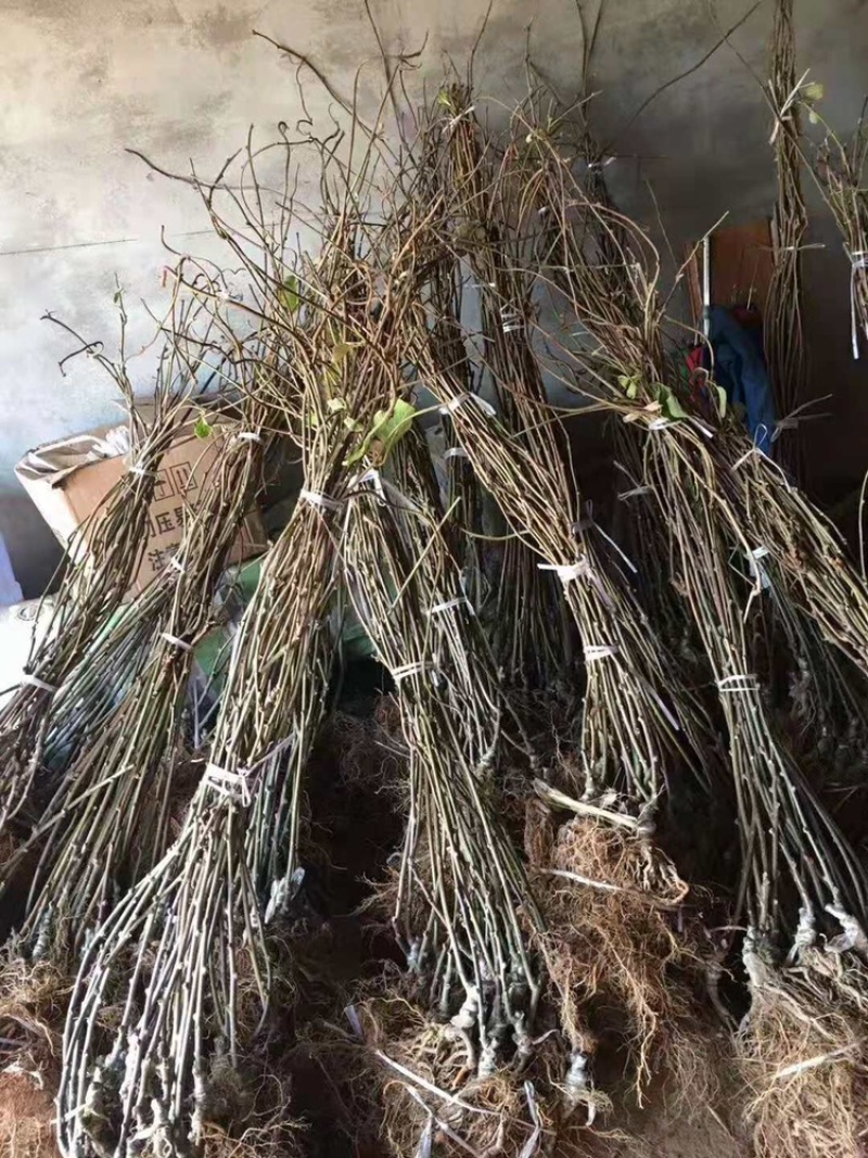猕猴桃嫁接苗徐香红阳金艳猕猴桃树苗嫁接猕猴桃苗